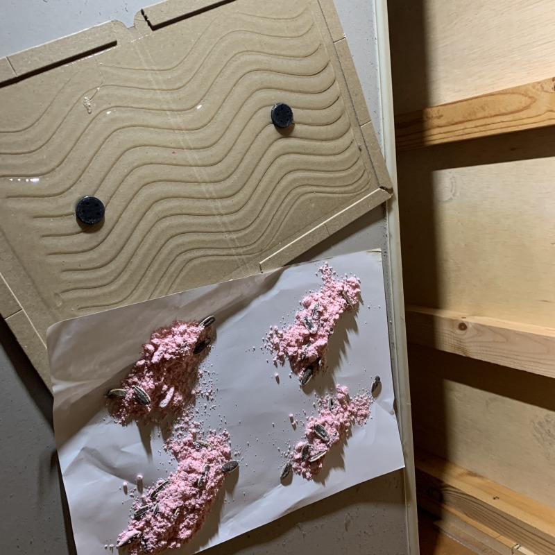 殺鼠剤と粘着シートを設置した様子