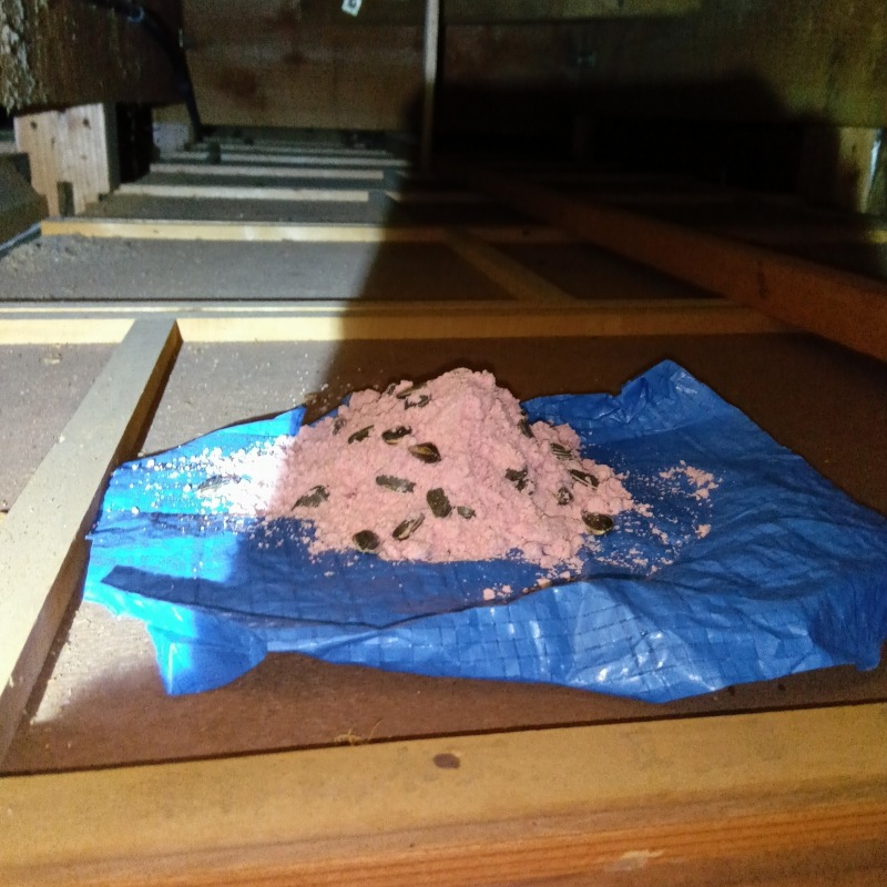 殺鼠剤を設置した様子