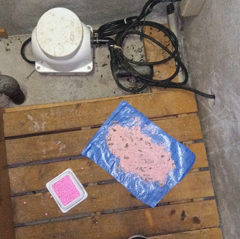 殺鼠剤を設置した様子