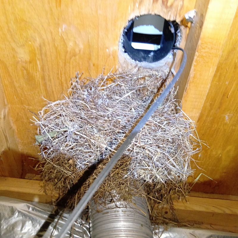 ネズミ駆除の施工事例（福岡県遠賀郡）