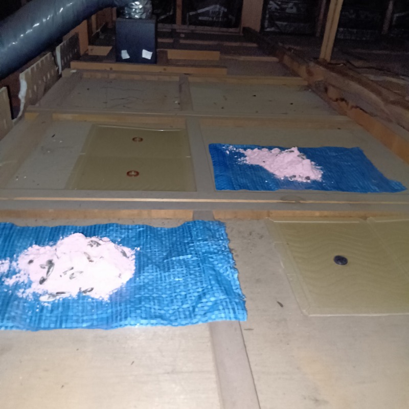 殺鼠剤と粘着シートを設置した様子