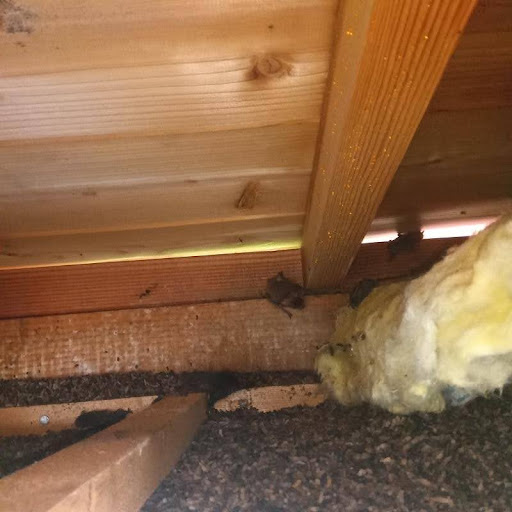 コウモリ駆除の施工事例（静岡県駿東郡小山町藤曲）