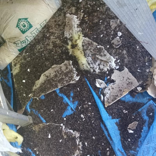 除去したコウモリの大量のフン