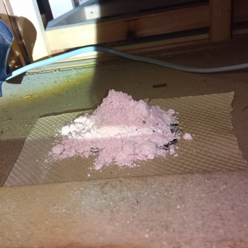 殺鼠剤を設置した様子