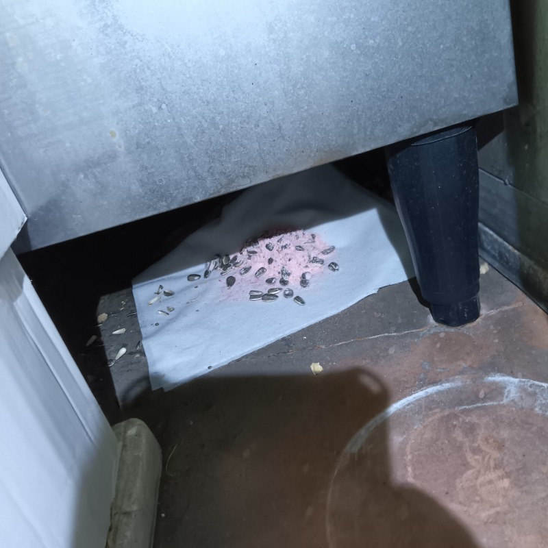 殺鼠剤を設置した様子