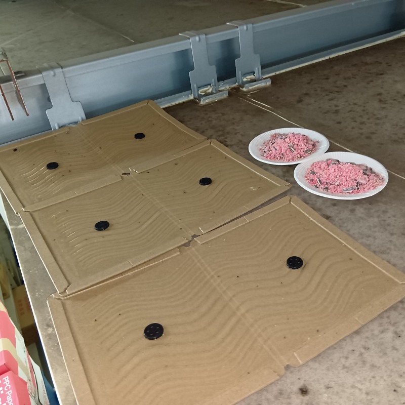 殺鼠剤と粘着シートを設置した様子