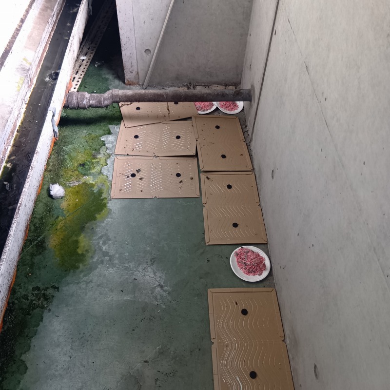 殺鼠剤と粘着シートを設置した様子