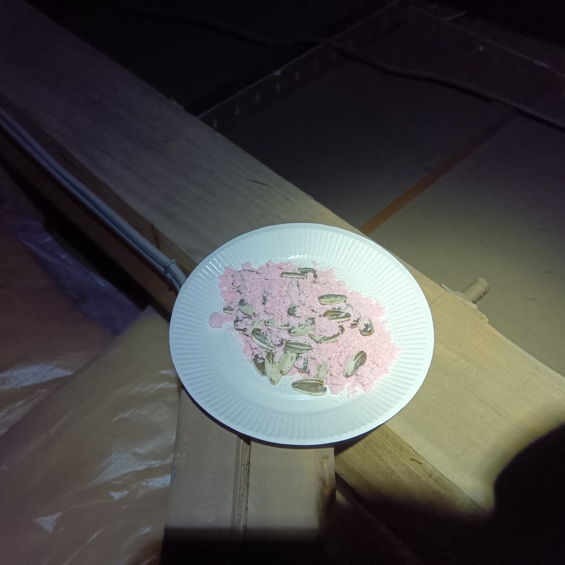 殺鼠剤を設置した様子