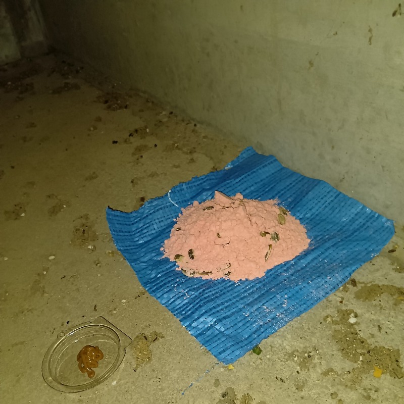 床下に設置した殺鼠剤