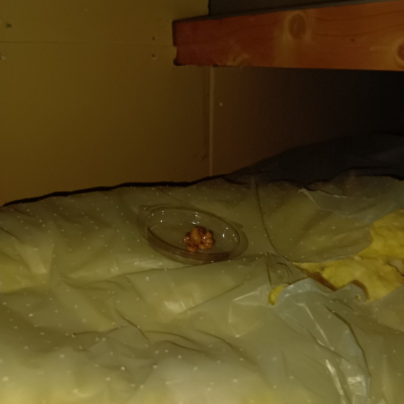 ゴキブリ用ベイト剤を設置した様子