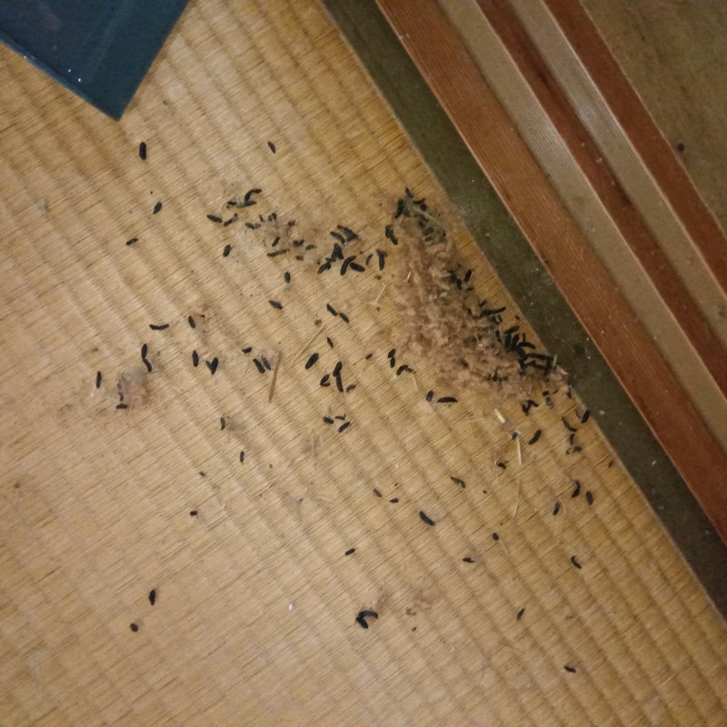 ネズミ駆除の施工事例（新潟県新潟市秋葉区日宝町）