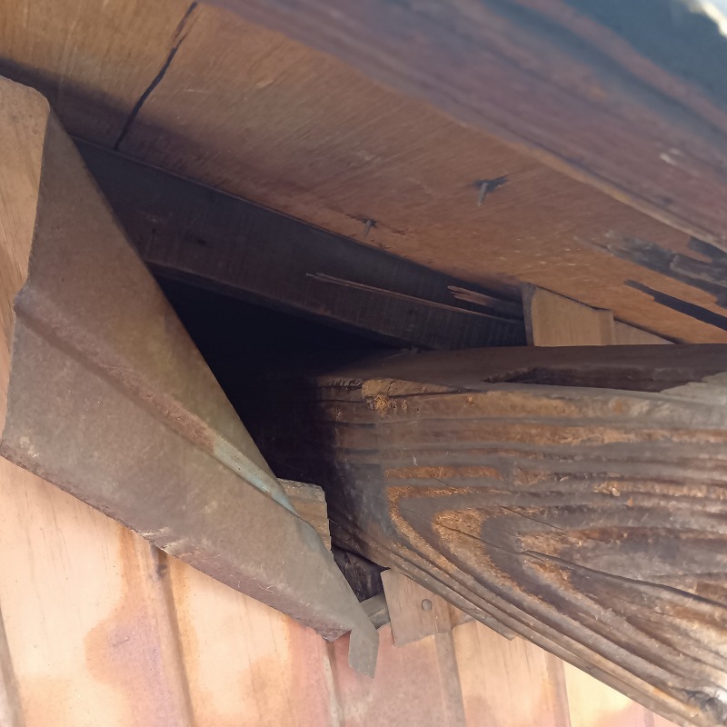 アライグマ駆除の施工事例（神奈川県横浜市西区元久保町）