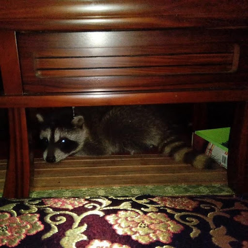 アライグマ駆除の施工事例（三重県多気郡大台町小滝）