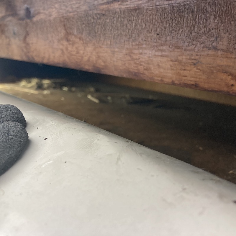 アライグマ駆除の施工事例（三重県桑名市蓮花寺）