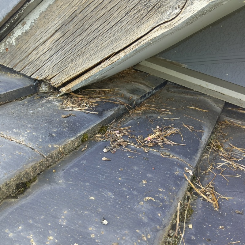 ネズミ駆除の施工事例（新潟県阿賀野市山口町）