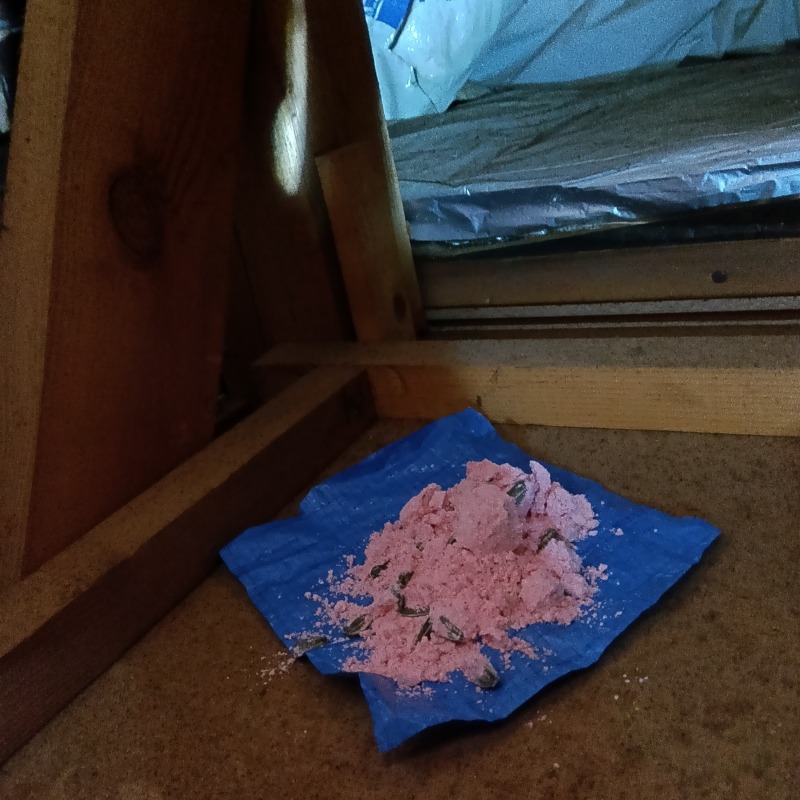 殺鼠剤を設置した様子