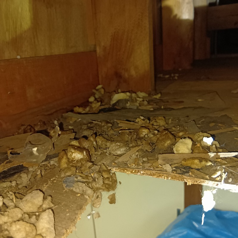 アライグマ駆除の施工事例（茨城県常総市大輪町）