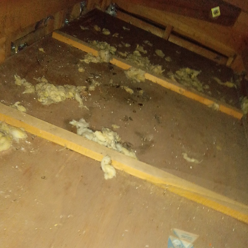 アライグマ駆除の施工事例（福岡県福岡市早良区石釜）