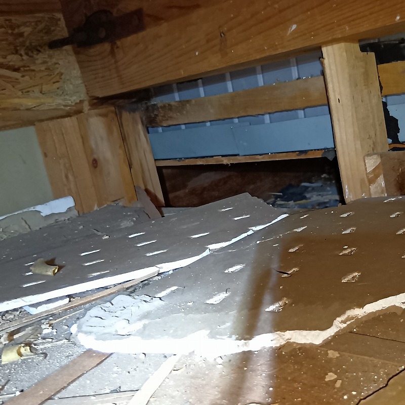 アライグマ駆除の施工事例（福岡県築上郡上毛町垂水）