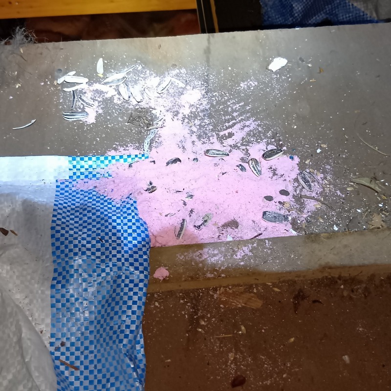 屋根裏に設置した殺鼠剤