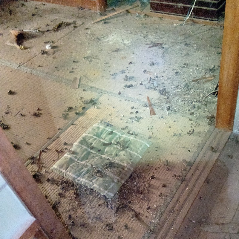 アライグマ駆除の施工事例（愛知県一宮市木曽川町黒田）