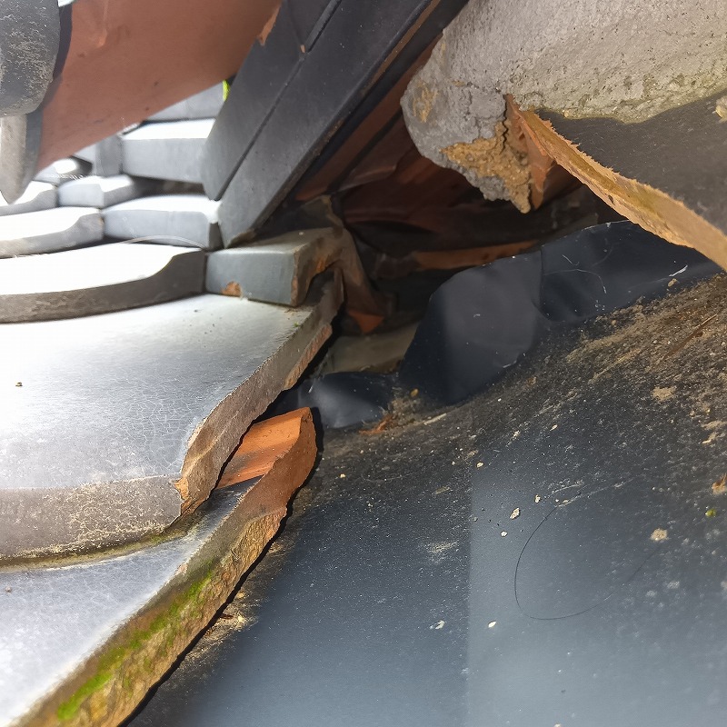 アライグマ駆除の施工事例（福岡県那珂川市）