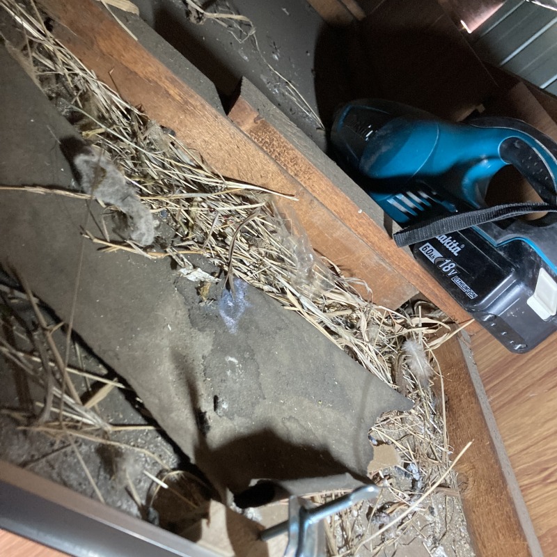 ネズミ駆除の施工事例（愛知県名古屋市中川区五女子）