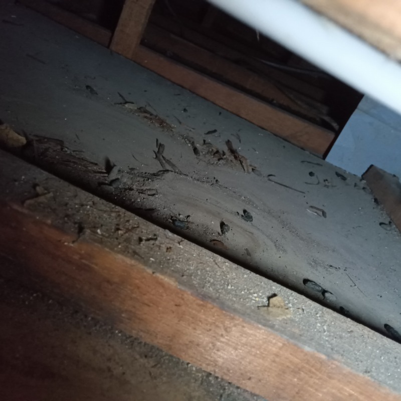 屋根裏のフン害状況