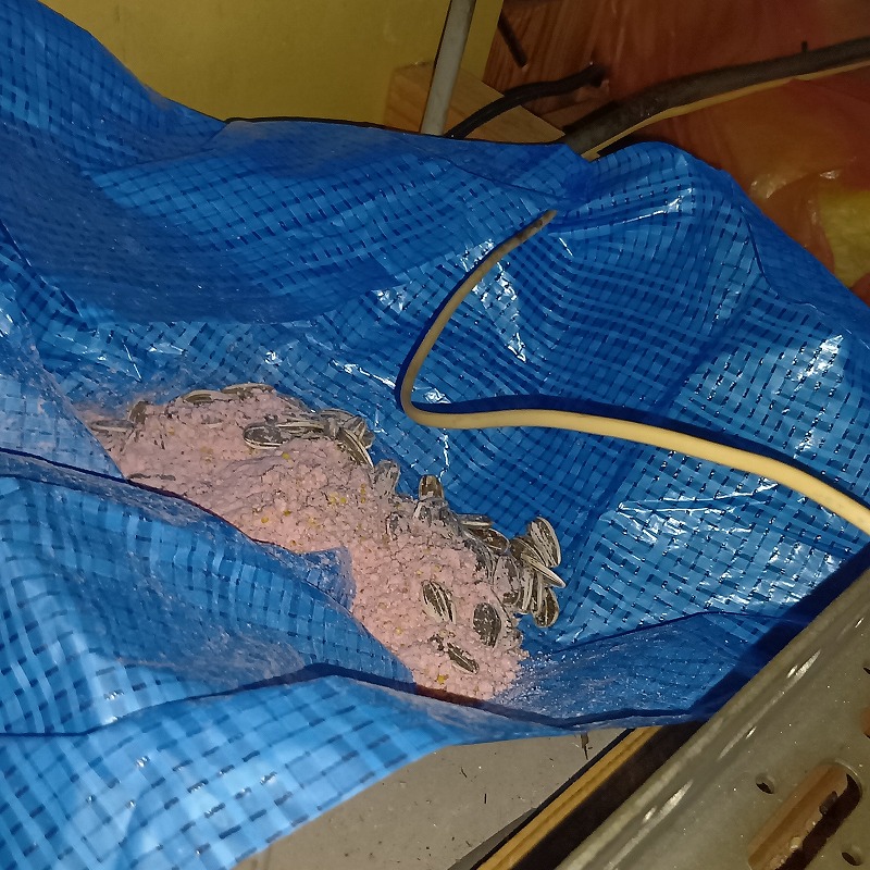 天井裏に殺鼠剤を設置