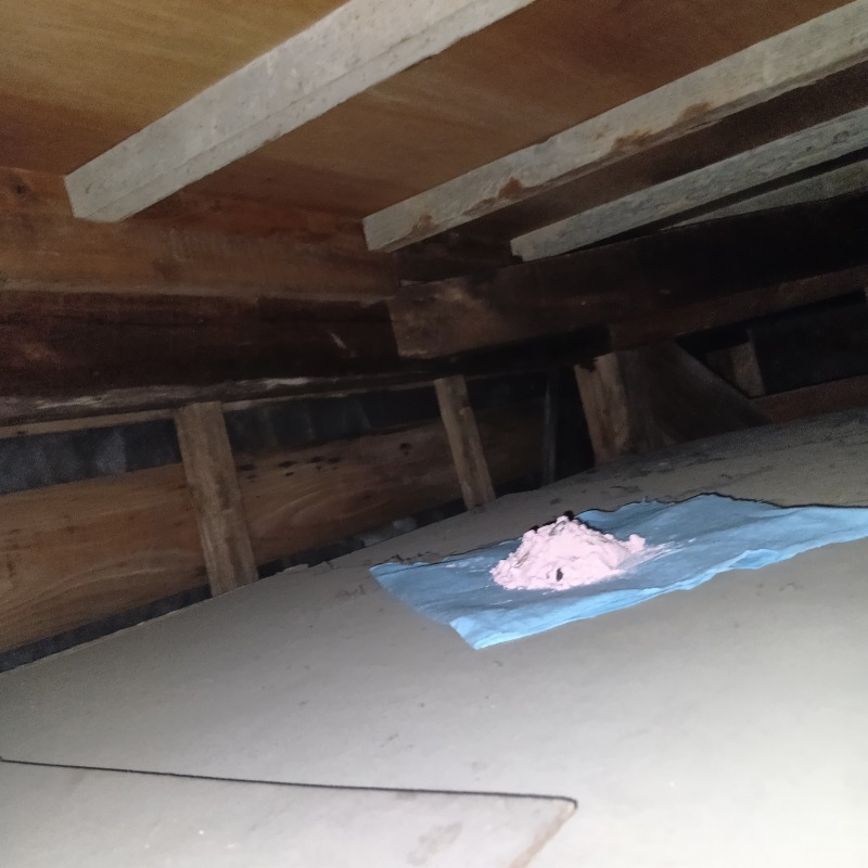 屋根裏に殺鼠剤を設置