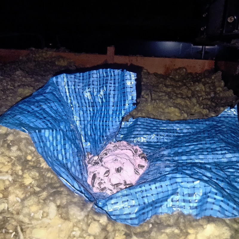 屋根裏の断熱材の上に殺鼠剤を設置した様子