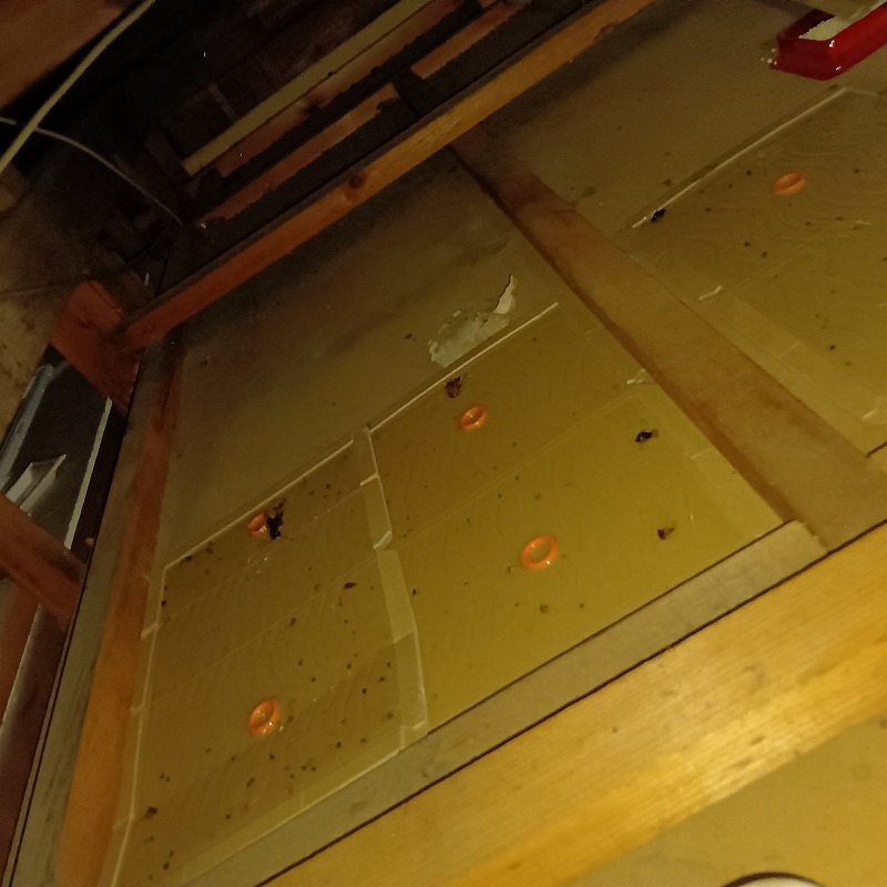 屋根裏に粘着シートを敷き詰めた様子