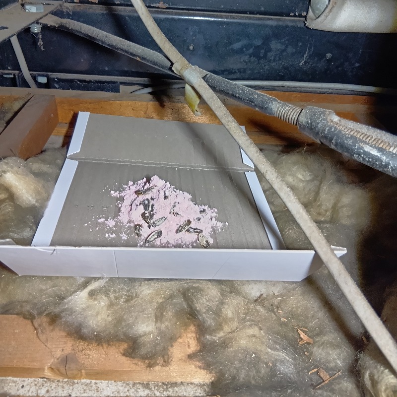 粘着シートの上に殺鼠剤を盛った様子