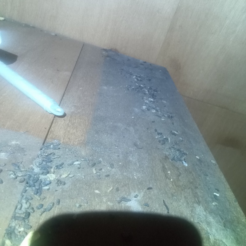 堆積しているネズミのフン