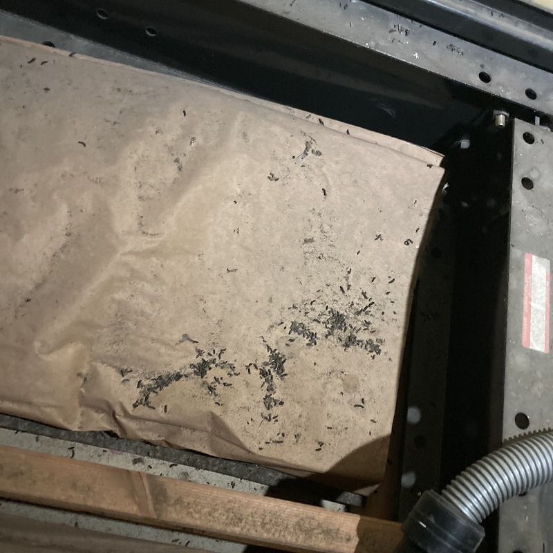 屋根裏のフン害の様子