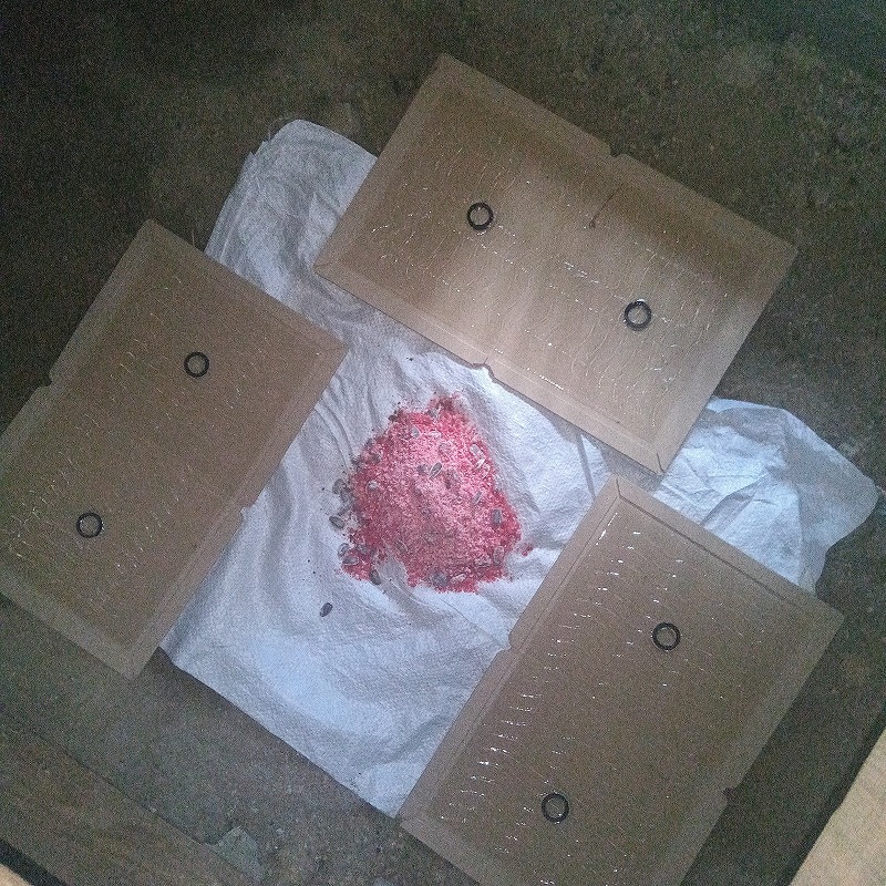 殺鼠剤のまわりに粘着シートを設置