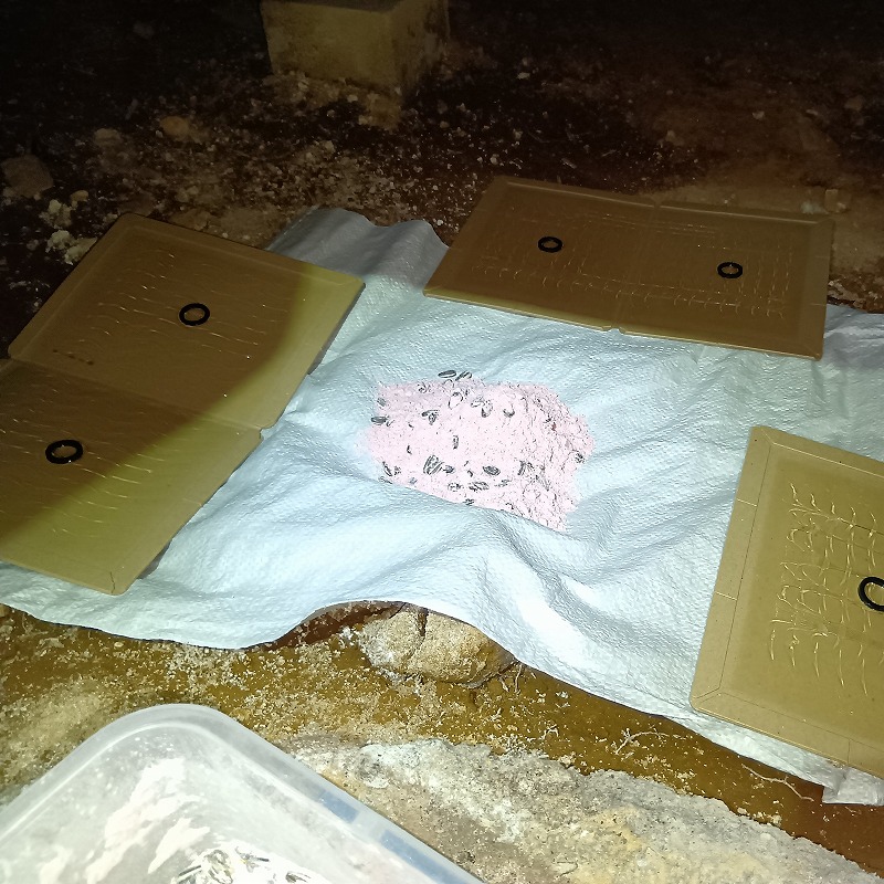 殺鼠剤のまわりに粘着シートを設置