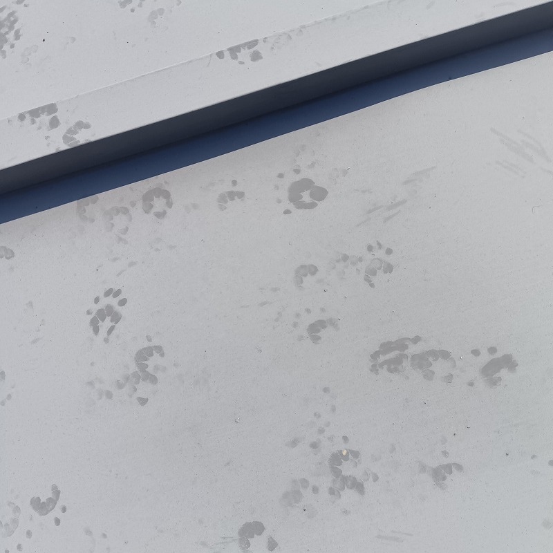 ハクビシン駆除の施工事例（静岡県袋井市長溝）