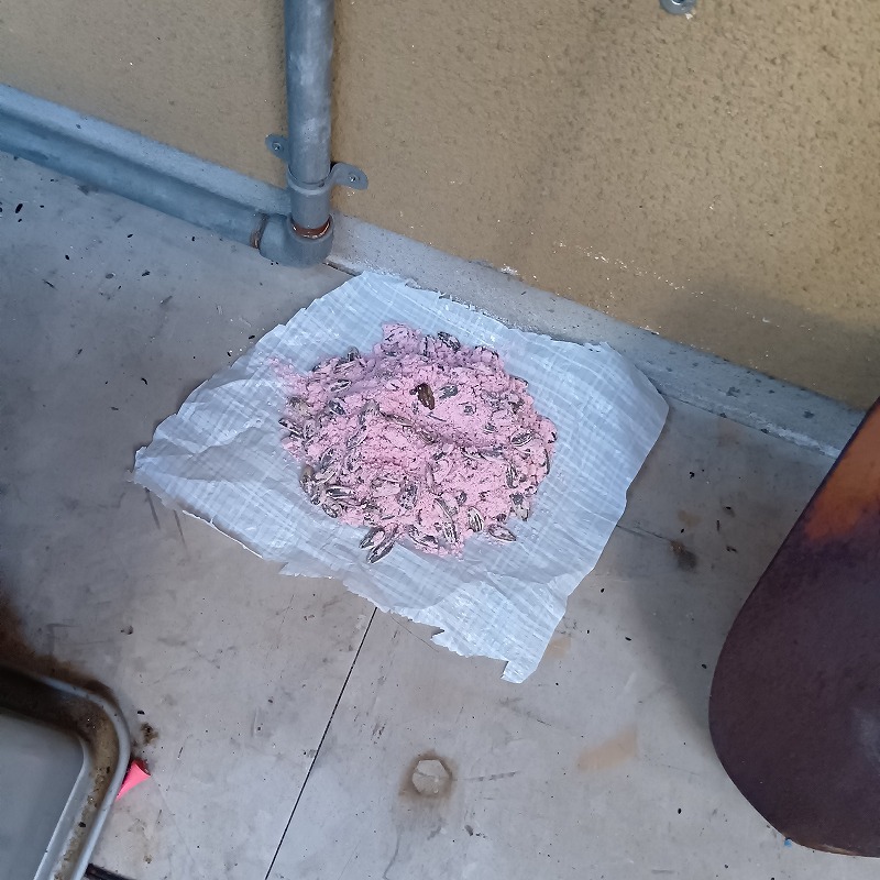 ネズミ駆除の施工事例（山形県寒河江市高屋にしうら）