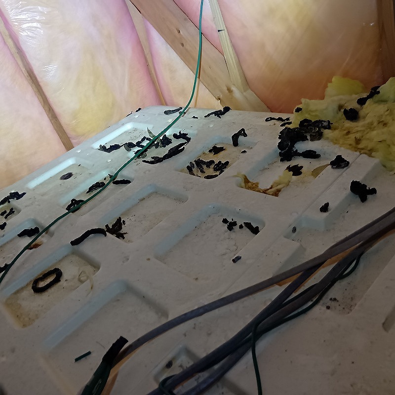 イタチのフン害