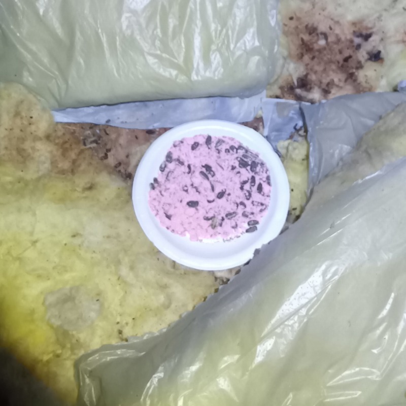 屋根裏に設置した殺鼠剤