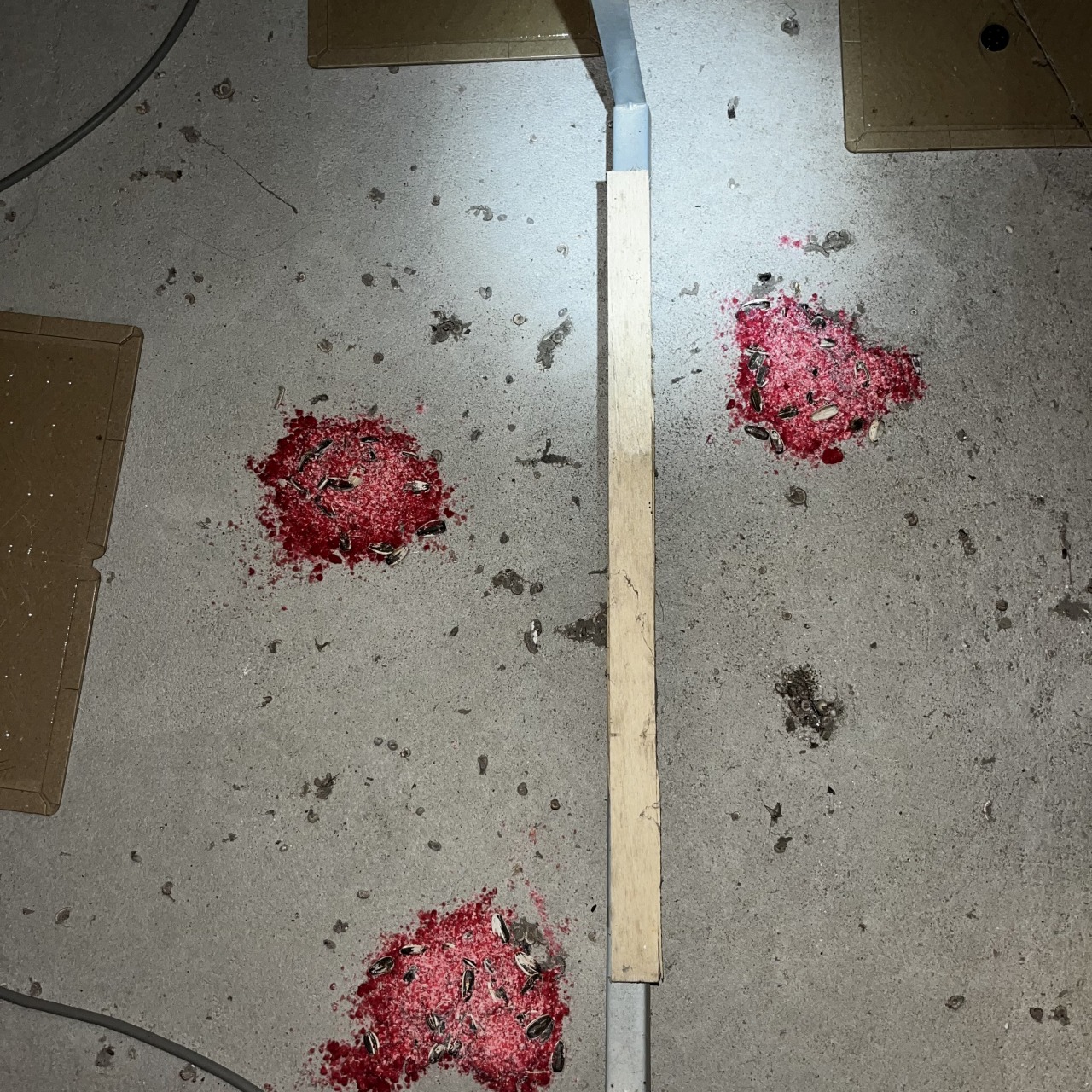 設置した殺鼠剤と粘着シート