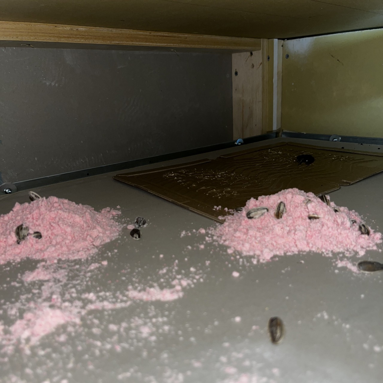 設置した殺鼠剤と粘着シート