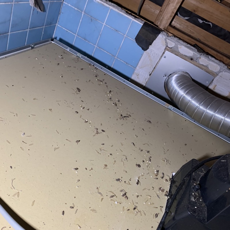 ネズミ駆除の施工事例（鹿児島県鹿児島市喜入中名町）