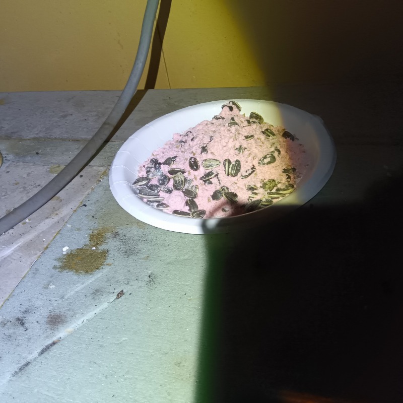 殺鼠剤を設置した様子