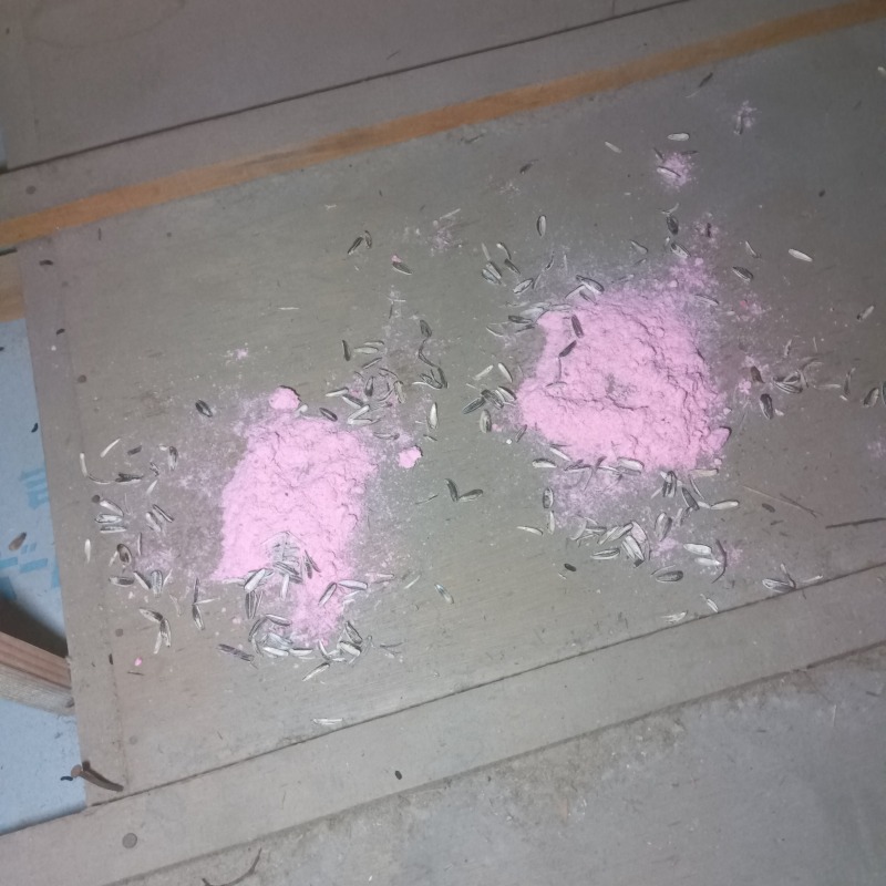 屋根裏に殺鼠剤を設置した様子