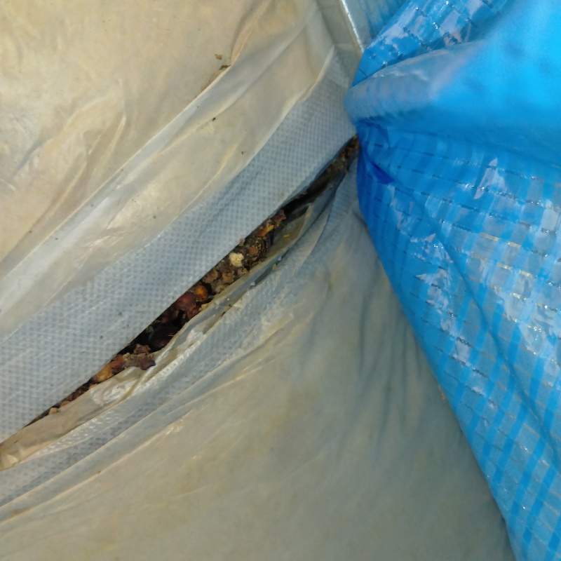 天井から覗き見える大量のフン