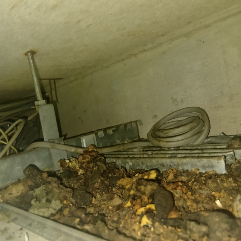 点検口から確認できたフン害の状況