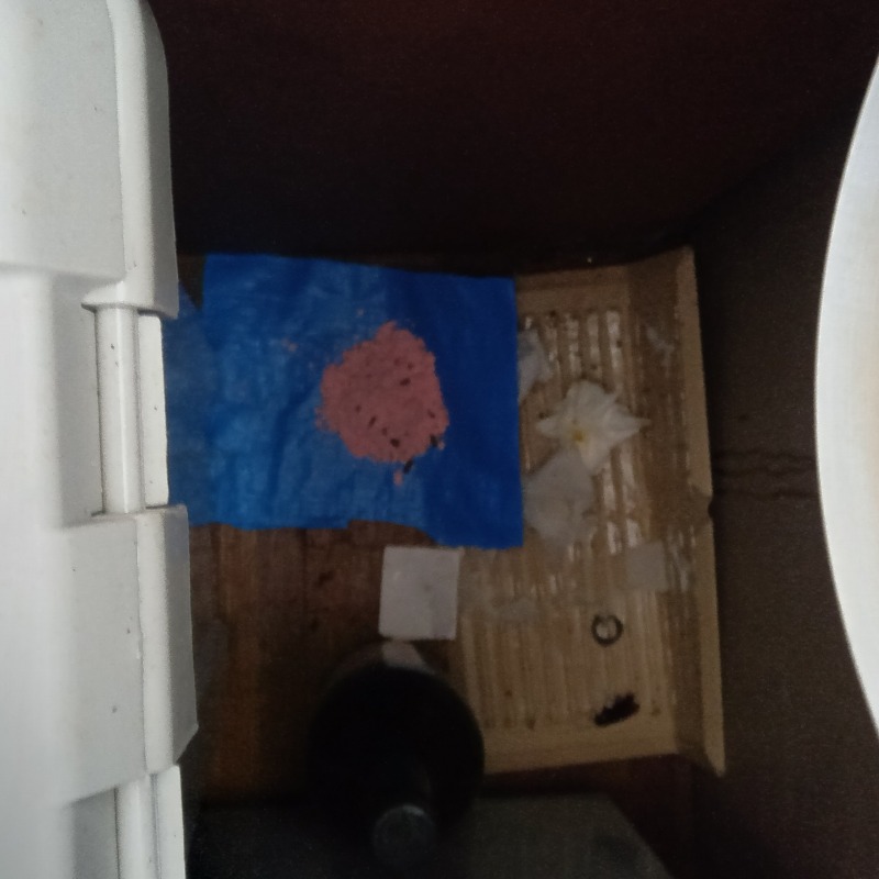 殺鼠剤と粘着シートを設置