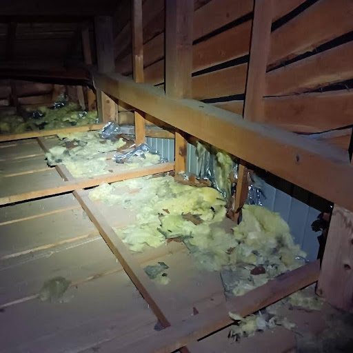 アライグマ駆除の施工事例（埼玉県上尾市平方）